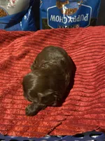 Kia’s girl, a female Shih Tzu for sale in Cullman, AL – Photo 3 of 4