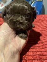 Kia’s girl, a female Shih Tzu for sale in Cullman, AL – Photo 1 of 4