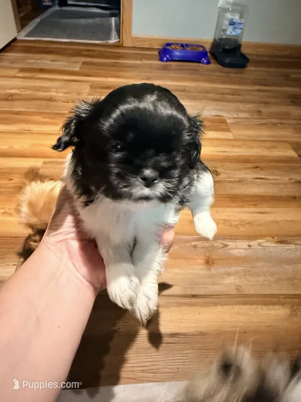 Ghini boy – Shih Tzu puppy for sale in Cullman, AL