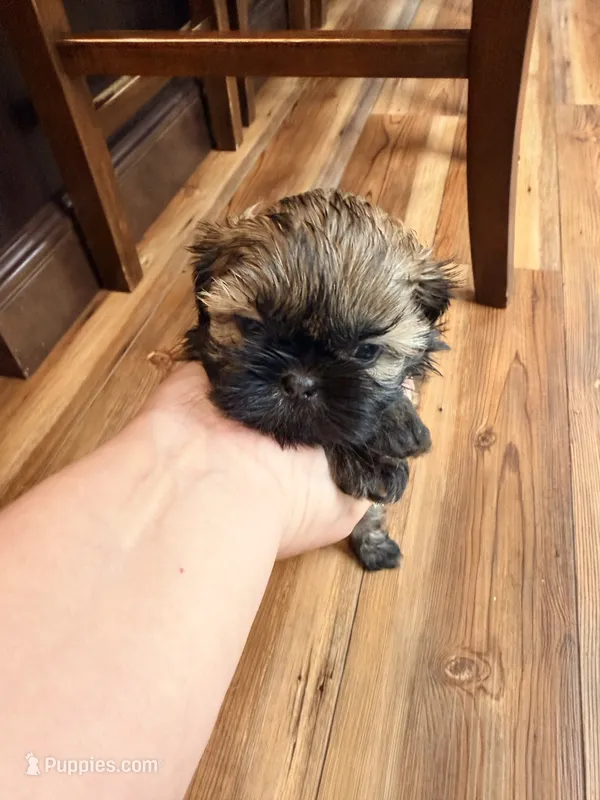 Vanas boy 1  – Shih Tzu puppy for sale in Cullman, AL
