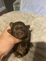 Clios Choc girl, a female Shih Tzu for sale in Cullman, AL – Photo 1 of 6