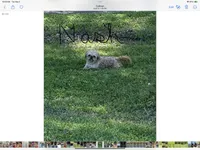 Clios Choc girl, a female Shih Tzu for sale in Cullman, AL – Photo 6 of 6