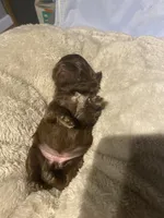 Clios Choc girl, a female Shih Tzu for sale in Cullman, AL – Photo 2 of 6