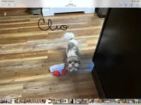 Clios Choc girl, a female Shih Tzu for sale in Cullman, AL – Photo 4 of 6