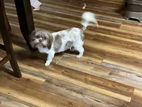 Clios Choc girl, a female Shih Tzu for sale in Cullman, AL – Photo 5 of 6