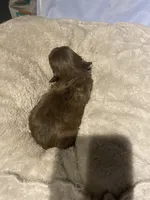 Clios Choc girl, a female Shih Tzu for sale in Cullman, AL – Photo 3 of 6