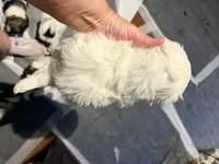 Mindy’s girl 3, a female Maltese for sale in Cullman, AL – 2 of 2