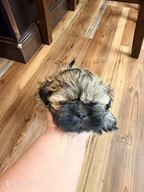 Vanas boy 2 – Shih Tzu puppy for sale in Cullman, AL