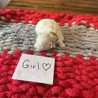 Mindy’s tan girl, a female Maltese for sale in Cullman, AL – Photo 2 of 3