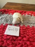 Mindy’s tan girl, a female Maltese for sale in Cullman, AL – Photo 2 of 3