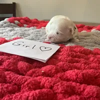 Mindy’s tan girl, a female Maltese for sale in Cullman, AL – Photo 1 of 3