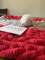 Mindy’s tan girl, a female Maltese for sale in Cullman, AL – Photo 1 of 3