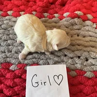 Mindy’s tan girl, a female Maltese for sale in Cullman, AL – Photo 3 of 3