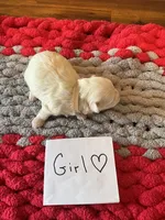 Mindy’s tan girl, a female Maltese for sale in Cullman, AL – Photo 3 of 3