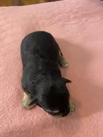 Zulus boy, a male Shih Tzu and Yorkshire Terrier for sale in Cullman, AL – Photo 5 of 5