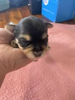 Zulus boy, a male Shih Tzu and Yorkshire Terrier for sale in Cullman, AL – Photo 4 of 5