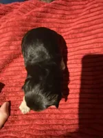 Zulus boy, a male Shih Tzu and Yorkshire Terrier for sale in Cullman, AL – Photo 3 of 5