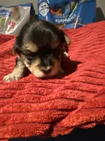 Zulus boy, a male Shih Tzu and Yorkshire Terrier for sale in Cullman, AL – Photo 1 of 5
