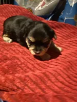 Zulus boy, a male Shih Tzu and Yorkshire Terrier for sale in Cullman, AL – Photo 2 of 5