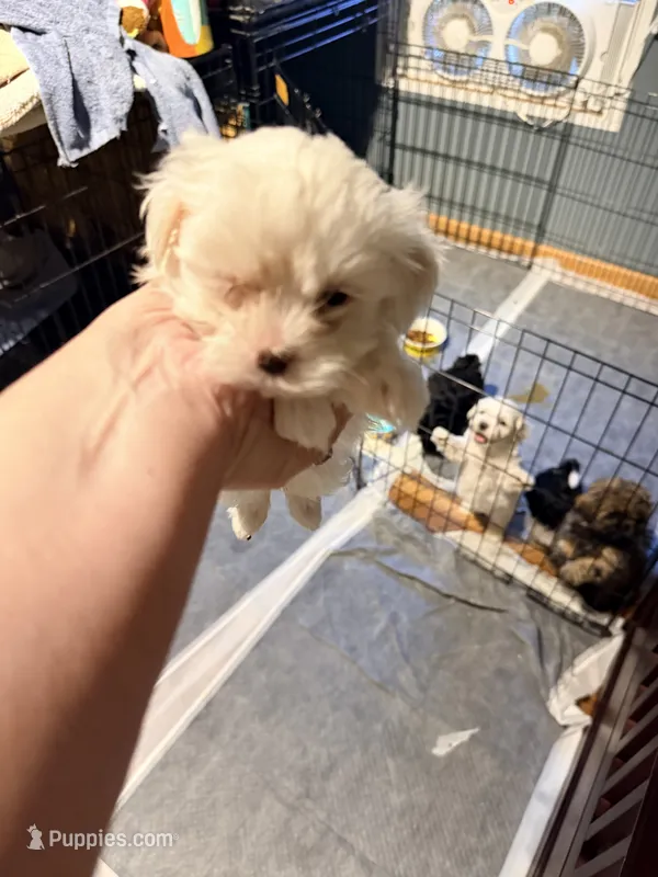 Mindys girl 2 – Maltese puppy for sale in Cullman, AL