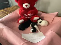 Ghinis girl 2, a female Shih Tzu for sale in Cullman, AL – Photo 4 of 6