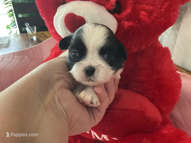 Ghinis girl 2, a female Shih Tzu for sale in Cullman, AL – Photo 1 of 6