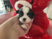 Ghinis girl 2, a female Shih Tzu for sale in Cullman, AL – Photo 1 of 6