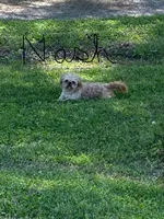 Ghinis girl 2, a female Shih Tzu for sale in Cullman, AL – Photo 6 of 6