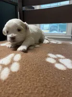 Snowys girl, a female Maltese for sale in Cullman, AL – Photo 6 of 6