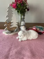 Snowys girl, a female Maltese for sale in Cullman, AL – Photo 3 of 6