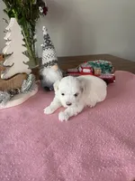 Snowys girl, a female Maltese for sale in Cullman, AL – Photo 1 of 6