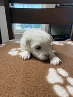 Snowys girl, a female Maltese for sale in Cullman, AL – Photo 4 of 6