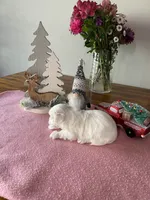 Snowys girl, a female Maltese for sale in Cullman, AL – Photo 2 of 6