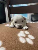 Snowys girl, a female Maltese for sale in Cullman, AL – Photo 5 of 6