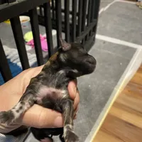 Vanas girl, a female Shih Tzu for sale in Cullman, AL – Photo 3 of 3