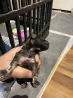 Vanas girl, a female Shih Tzu for sale in Cullman, AL – Photo 3 of 3