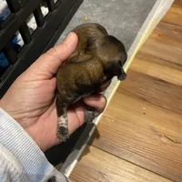 Vanas girl, a female Shih Tzu for sale in Cullman, AL – Photo 2 of 3