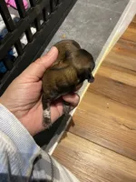 Vanas girl, a female Shih Tzu for sale in Cullman, AL – Photo 2 of 3