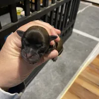 Vanas girl, a female Shih Tzu for sale in Cullman, AL – Photo 1 of 3