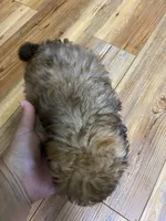 Camrys Boy, a male Shih Tzu for sale in Cullman, AL – Photo 2 of 2