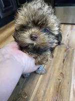 Camrys Boy, a male Shih Tzu for sale in Cullman, AL – Photo 1 of 2