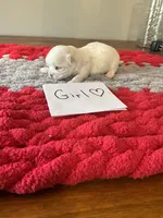 Mindy’s girl, a female Maltese for sale in Cullman, AL – Photo 1 of 3