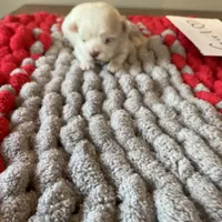 Mindy’s girl, a female Maltese for sale in Cullman, AL – Photo 2 of 3