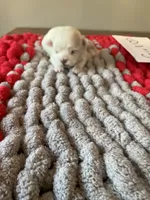 Mindy’s girl, a female Maltese for sale in Cullman, AL – Photo 2 of 3