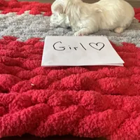 Mindy’s girl, a female Maltese for sale in Cullman, AL – Photo 3 of 3