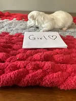 Mindy’s girl, a female Maltese for sale in Cullman, AL – Photo 3 of 3