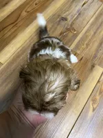 Camrys Girl, a female Shih Tzu for sale in Cullman, AL – Photo 2 of 2