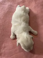 Boos girl, a female Shih Tzu for sale in Cullman, AL – Photo 4 of 4