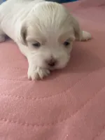 Boos girl, a female Shih Tzu for sale in Cullman, AL – Photo 2 of 4