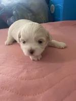 Boos girl, a female Shih Tzu for sale in Cullman, AL – Photo 1 of 4